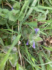Glechoma hederacea