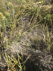 Othonna multicaulis