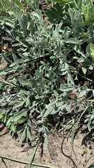 Psephellus marschallianus