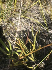 Othonna multicaulis
