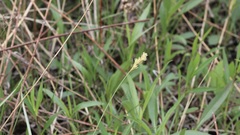 Carex meadii