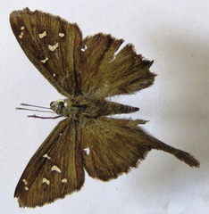 Thorybes dorantes dorantes