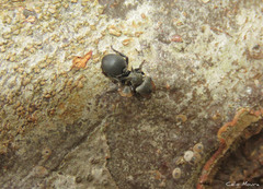 Cephalotes pusillus