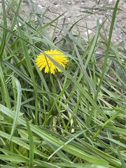 Taraxacum officinale