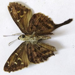 Thorybes dorantes dorantes