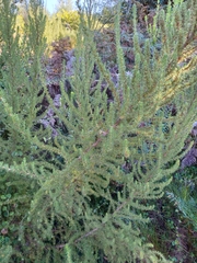 Cliffortia paucistaminea