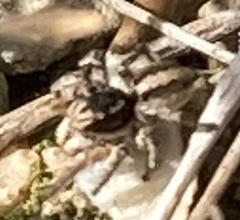 Aelurillus v-insignitus