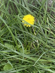 Taraxacum officinale