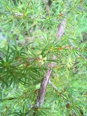 Cliffortia paucistaminea