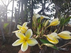 Plumeria