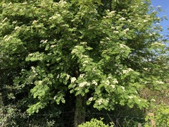 Sorbus aucuparia