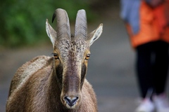 Nilgiritragus hylocrius