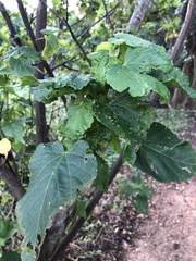 Dombeya tiliacea