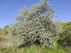 Elaeagnus angustifolia