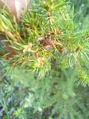 Cliffortia paucistaminea