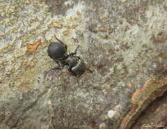 Cephalotes pusillus