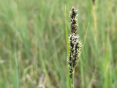 Carex hartmanii