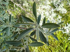 Elaeagnus angustifolia