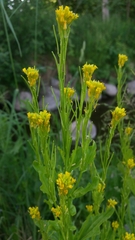 Barbarea stricta