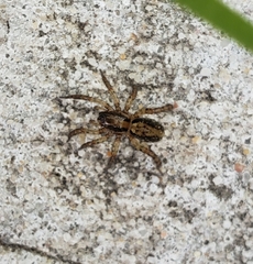 Artoriinae