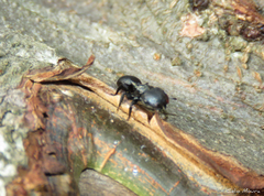 Cephalotes pusillus