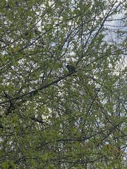 Passer montanus