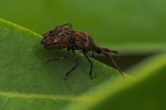Eurystylus