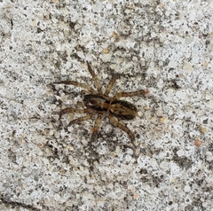 Artoriinae