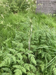 Anthriscus sylvestris