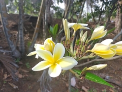 Plumeria