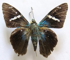 Telegonus azul