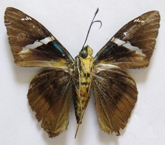 Telegonus azul