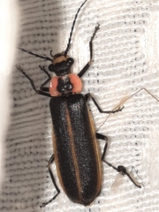 Podabrus brevicollis