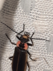 Podabrus brevicollis