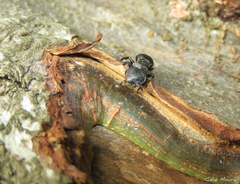 Cephalotes pusillus