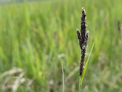 Carex hartmanii