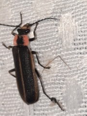 Podabrus brevicollis