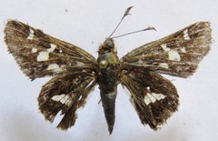 Thespieus macareus