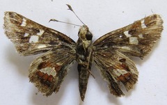 Thespieus macareus