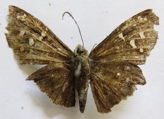 Thorybes dorantes dorantes