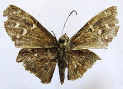 Thorybes dorantes dorantes