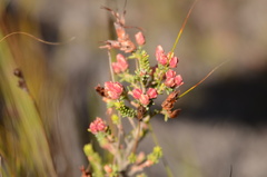 Erica globulifera