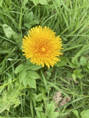 Taraxacum
