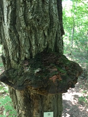 Phellinus everhartii