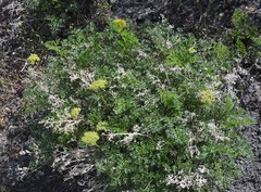 Lomatium grayi