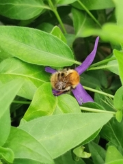 Bombus