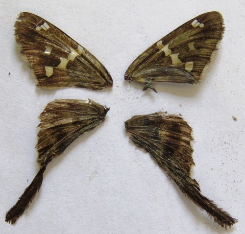 Urbanus bernikerni