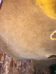 Phellinus everhartii