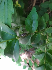 Rhaphigaster nebulosa