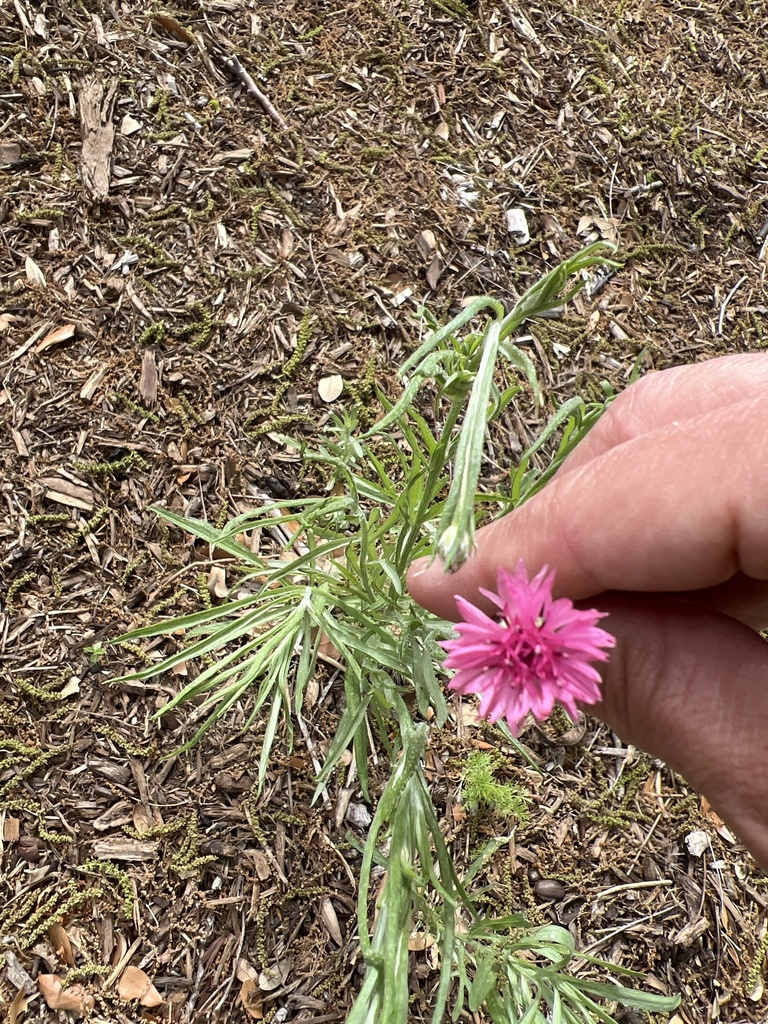 Cornflower from Rock Springs Rd, Duncanville, TX, US on May 01, 2022 at